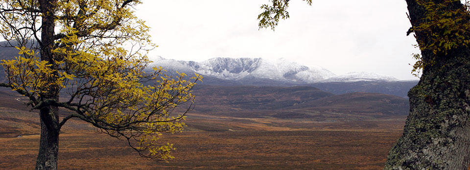 Wide landscape shot of a vast brown moorland in Braemar, Scotland under a hazy sky, framed by two trees with yellow foliage and snow-dusted mountains in the distance.