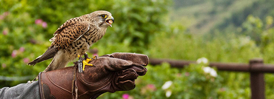 A close-up shot of a small bird of prey, likely a kestrel, perched on a person's thick brown leather falconry glove. The bird has patterned brown and black feathers, bright yellow feet with sharp claws, and is holding a small piece of food in its open beak. The background shows lush green foliage, pink flowers, and a wooden fence along a hillside.